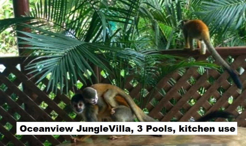 Jungle Villa 曼努埃尔安东尼奥 外观 照片